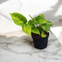 Epipremnum Global Green Scindaptus Epipremium Scindapsus global
