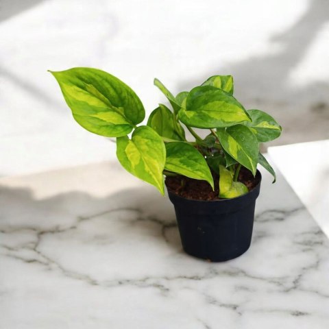 Epipremnum Global Green Scindaptus Epipremium Scindapsus global Epipremnum Global Green Scindaptus Epipremium Scindapsus global