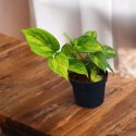 Epipremnum Global Green Scindaptus Epipremium Scindapsus global