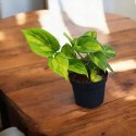 Epipremnum Global Green Scindaptus Epipremium Scindapsus global