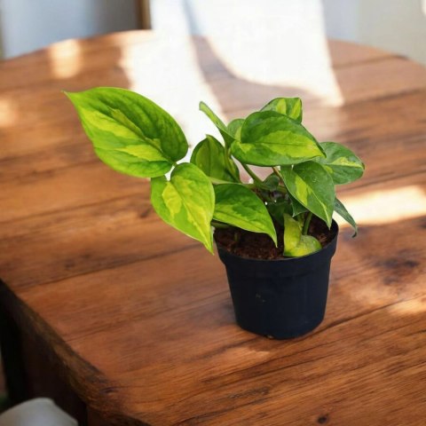 Epipremnum Global Green Scindaptus Epipremium Scindapsus global Epipremnum Global Green Scindaptus Epipremium Scindapsus global