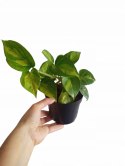 Epipremnum Global Green Scindaptus Epipremium Scindapsus global