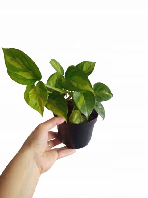 Epipremnum Global Green Scindaptus Epipremium Scindapsus global Epipremnum Global Green Scindaptus Epipremium Scindapsus global