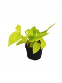 Epipremnum Golden Pothos Neon Żółty Gold Złocisty Scindaptus Epiprenium