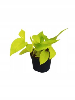 Epipremnum Golden Pothos Neon Żółty Gold Złocisty Scindaptus Epiprenium