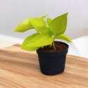 Epipremnum Golden Pothos Neon Żółty Gold Złocisty Scindaptus Epiprenium