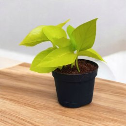 Epipremnum Golden Pothos Neon Żółty Gold Złocisty Scindaptus Epiprenium