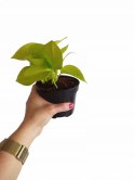 Epipremnum Golden Pothos Neon Żółty Gold Złocisty Scindaptus Epiprenium