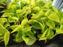 Epipremnum Golden Pothos Neon Żółty Gold Złocisty Scindaptus Epiprenium