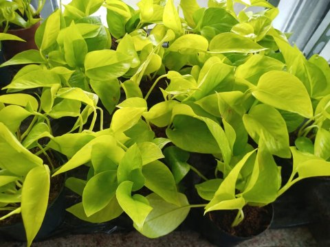 Epipremnum Golden Pothos Neon Żółty Gold Złocisty Scindaptus Epiprenium Epipremnum Golden Pothos Neon Żółty Gold Złocisty Scindaptus Epiprenium
