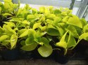 Epipremnum Golden Pothos Neon Żółty Gold Złocisty Scindaptus Epiprenium