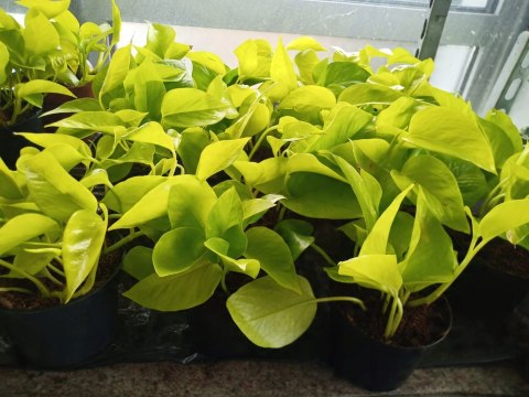 Epipremnum Golden Pothos Neon Żółty Gold Złocisty Scindaptus Epiprenium Epipremnum Golden Pothos Neon Żółty Gold Złocisty Scindaptus Epiprenium