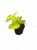 Epipremnum Golden Pothos Neon Żółty Gold Złocisty Scindaptus Epiprenium