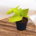 Epipremnum Golden Pothos Neon Żółty Gold Złocisty Scindaptus Epiprenium