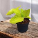 Epipremnum Golden Pothos Neon Żółty Gold Złocisty Scindaptus Epiprenium