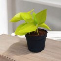Epipremnum Golden Pothos Neon Żółty Gold Złocisty Scindaptus Epiprenium