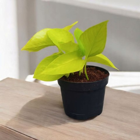 Epipremnum Golden Pothos Neon Żółty Gold Złocisty Scindaptus Epiprenium Epipremnum Golden Pothos Neon Żółty Gold Złocisty Scindaptus Epiprenium