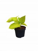 Epipremnum Golden Pothos Neon Żółty Gold Złocisty Scindaptus Epiprenium