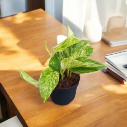 Epipremnum Marble Queen Marmurkowe Variegated Pothos Scindaptus scindapsus
