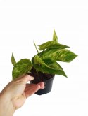 Epipremnum Marble Queen Marmurkowe Variegated Pothos Scindaptus scindapsus