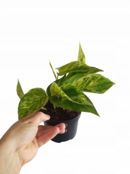 Epipremnum Marble Queen Marmurkowe Variegated Pothos Scindaptus scindapsus