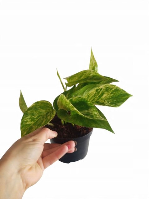 Epipremnum Marble Queen Marmurkowe Variegated Pothos Scindaptus scindapsus Epipremnum Marble Queen Marmurkowe Variegated Pothos Scindaptus scindapsus