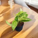 Epipremnum Marble Queen Marmurkowe Variegated Pothos Scindaptus scindapsus