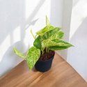 Epipremnum Marble Queen Marmurkowe Variegated Pothos Scindaptus scindapsus