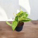 Epipremnum Marble Queen Marmurkowe Variegated Pothos Scindaptus scindapsus