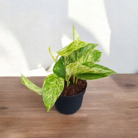 Epipremnum Marble Queen Marmurkowe Variegated Pothos Scindaptus scindapsus Epipremnum Marble Queen Marmurkowe Variegated Pothos Scindaptus scindapsus
