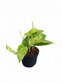 Epipremnum Marble Queen Marmurkowe Variegated Pothos Scindaptus scindapsus