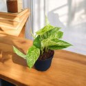 Epipremnum Marble Queen Marmurkowe Variegated Pothos Scindaptus scindapsus