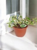 Epipremnum N'Joy Enjoj N Joy Variegated Pothos Devil's Ivy Scindaptus PR PL