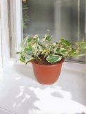 Epipremnum N'Joy Enjoj N Joy Variegated Pothos Devil's Ivy Scindaptus PR PL
