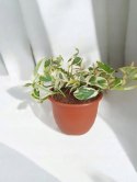 Epipremnum N'Joy Enjoj N Joy Variegated Pothos Devil's Ivy Scindaptus PR PL