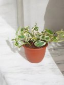 Epipremnum N'Joy Enjoj N Joy Variegated Pothos Devil's Ivy Scindaptus PR PL