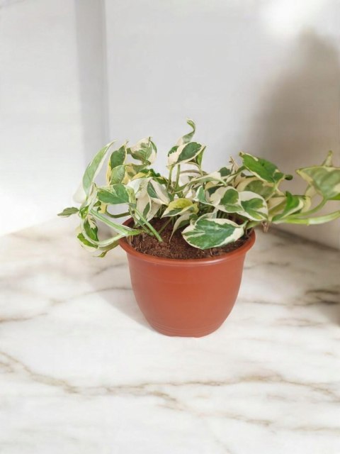 Epipremnum N'Joy Enjoj N Joy Variegated Pothos Devil's Ivy Scindaptus PR PL Epipremnum N'Joy Enjoj N Joy Variegated Pothos Devil's Ivy Scindaptus PR PL