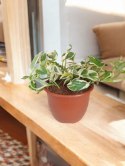 Epipremnum N'Joy Enjoj N Joy Variegated Pothos Devil's Ivy Scindaptus PR PL