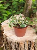 Epipremnum N'Joy Enjoj N Joy Variegated Pothos Devil's Ivy Scindaptus PR PL