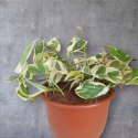 Epipremnum N'Joy Enjoj N Joy Variegated Pothos Devil's Ivy Scindaptus PR PL