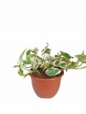Epipremnum N'Joy Enjoj N Joy Variegated Pothos Devil's Ivy Scindaptus PR PL