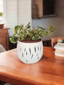 Epipremnum N'Joy Enjoj N Joy Variegated Pothos Devil's Ivy Scindaptus PR PL