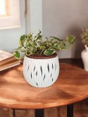 Epipremnum N'Joy Enjoj N Joy Variegated Pothos Devil's Ivy Scindaptus PR PL