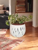 Epipremnum N'Joy Enjoj N Joy Variegated Pothos Devil's Ivy Scindaptus PR PL