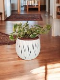 Epipremnum N'Joy Enjoj N Joy Variegated Pothos Devil's Ivy Scindaptus PR PL
