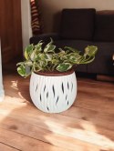 Epipremnum N'Joy Enjoj N Joy Variegated Pothos Devil's Ivy Scindaptus PR PL