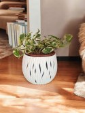 Epipremnum N'Joy Enjoj N Joy Variegated Pothos Devil's Ivy Scindaptus PR PL