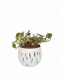 Epipremnum N'Joy Enjoj N Joy Variegated Pothos Devil's Ivy Scindaptus PR PL