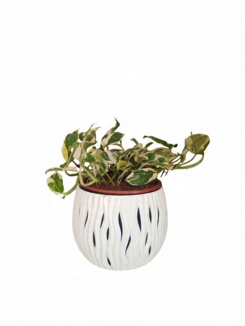 Epipremnum N'Joy Enjoj N Joy Variegated Pothos Devil's Ivy Scindaptus PR PL Epipremnum N'Joy Enjoj N Joy Variegated Pothos Devil's Ivy Scindaptus PR PL