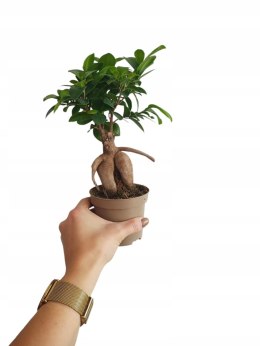 Ficus Ginseng Bonsai gruby pień średni idealny do lasu w szkle w słoiku